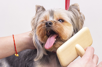 Peluquería canina y felina