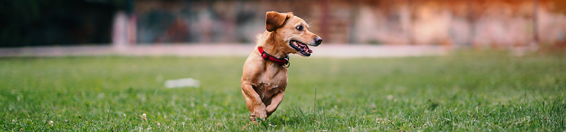 Servicios veterinarios