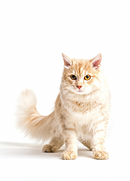 Clínica veterinaria para gatos