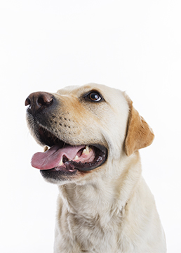 Clínica veterinaria para perros